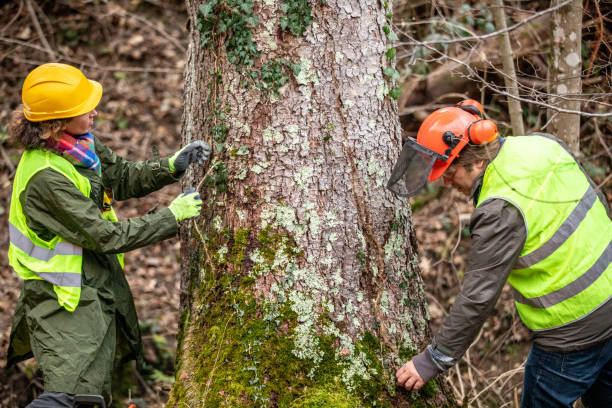 Professional Tree Services in Palestine, IL