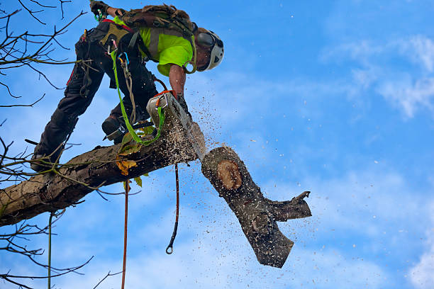 Leaf Removal in Palestine, IL