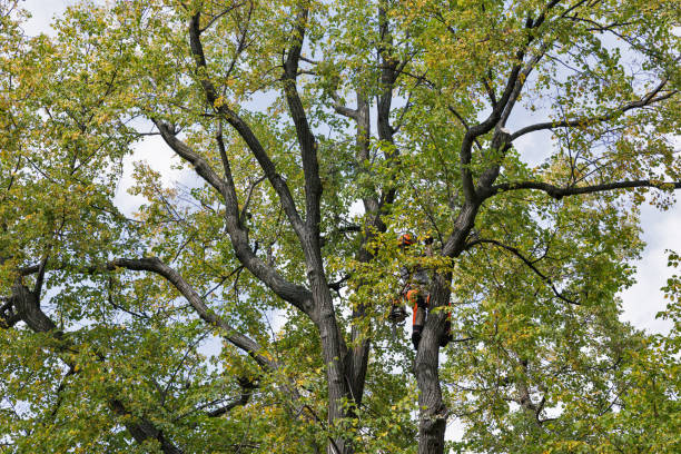 How Our Tree Care Process Works  in  Palestine, IL